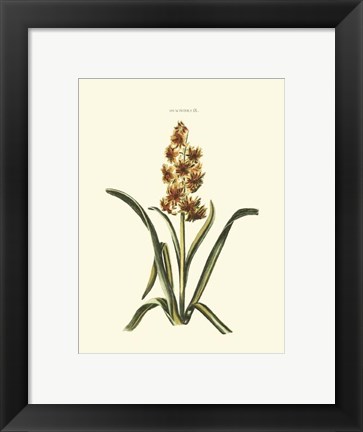 Framed Antique Hyacinth IX Print