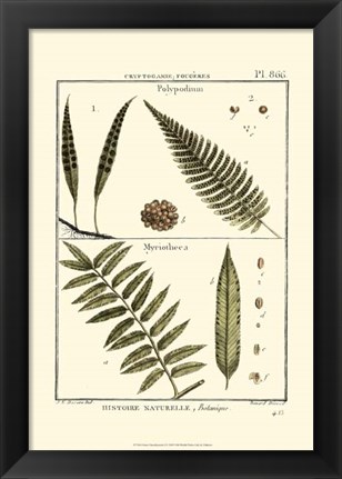 Framed Fern Classification I Print