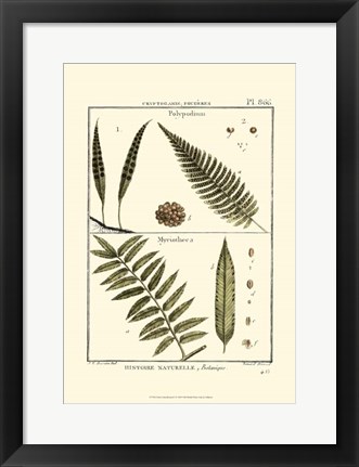 Framed Fern Classification I Print