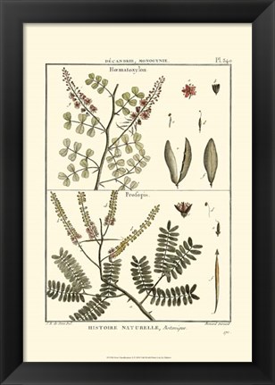 Framed Fern Classification II Print