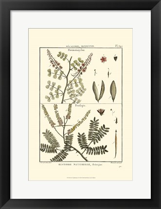 Framed Fern Classification II Print