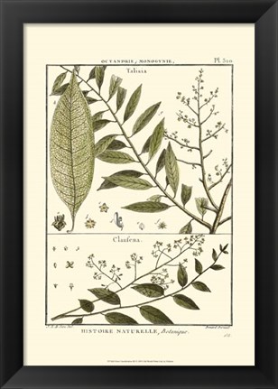 Framed Fern Classification III Print