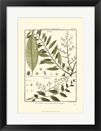 Framed Fern Classification III Print