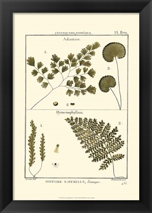 Framed Fern Classification IV Print