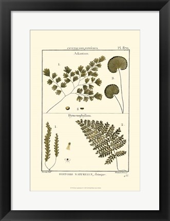 Framed Fern Classification IV Print