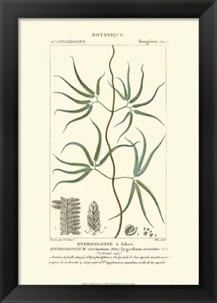 Framed Botany II Print