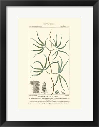 Framed Botany II Print