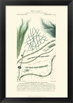 Framed Botany III Print