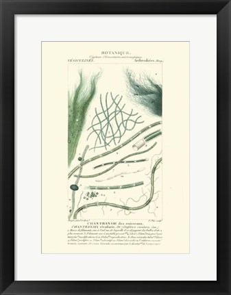 Framed Botany III Print