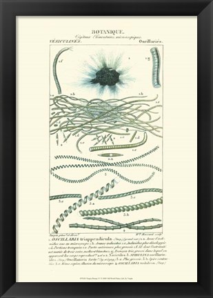 Framed Botany IV Print