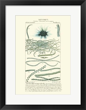 Framed Botany IV Print