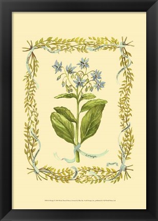 Framed Borage Print