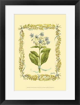 Framed Borage Print