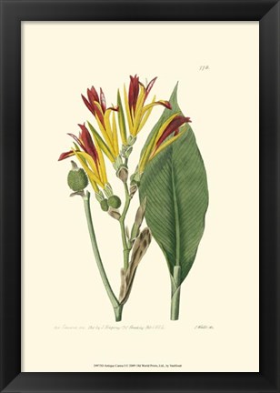 Framed Antique Canna I Print