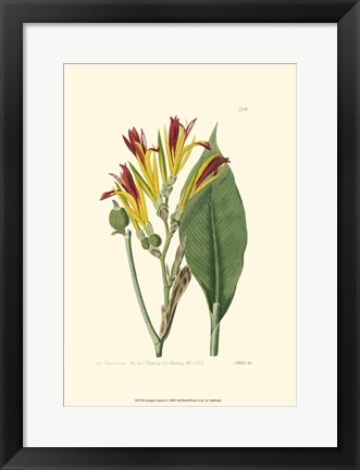 Framed Antique Canna I Print