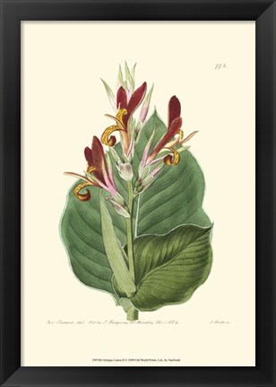 Framed Antique Canna II Print