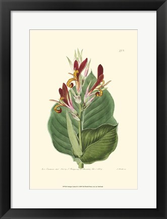 Framed Antique Canna II Print