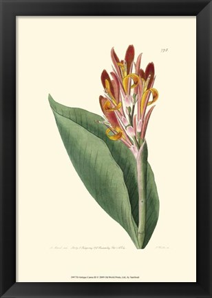 Framed Antique Canna III Print