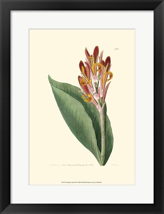 Framed Antique Canna III Print