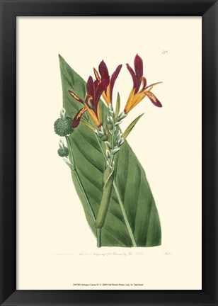 Framed Antique Canna IV Print