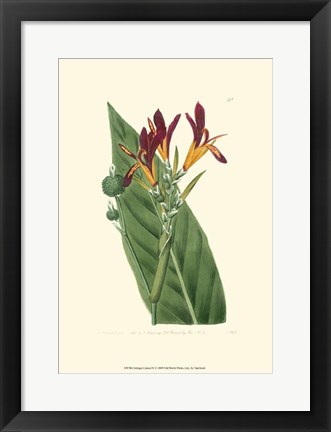 Framed Antique Canna IV Print