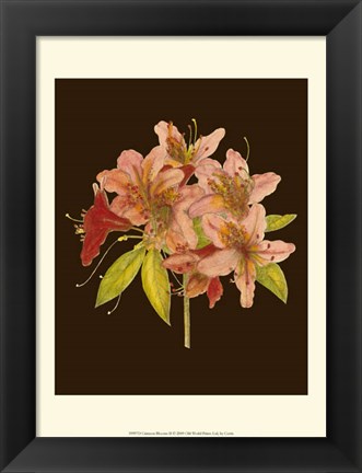 Framed Crimson Blooms II Print