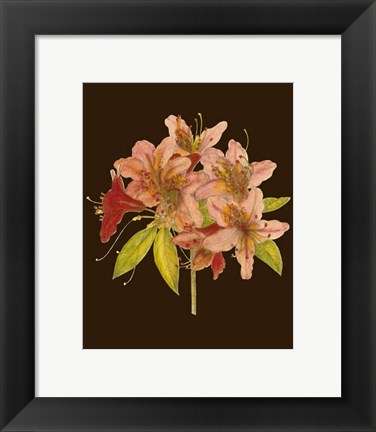 Framed Crimson Blooms II Print