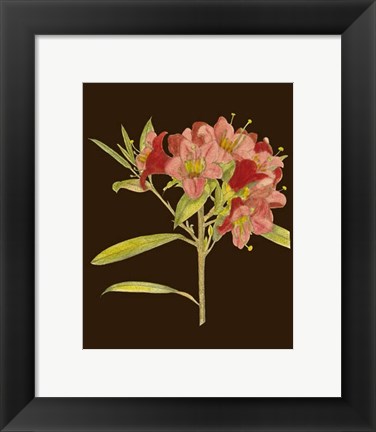 Framed Crimson Blooms IV Print