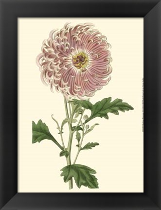 Framed Blushing Blossoms II Print