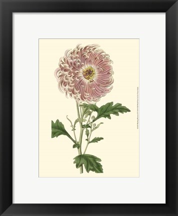 Framed Blushing Blossoms II Print