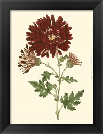 Framed Blushing Blossoms III Print