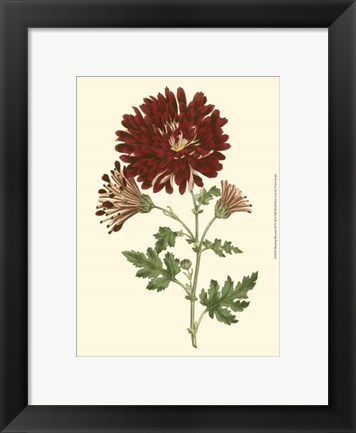 Framed Blushing Blossoms III Print