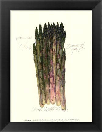 Framed Asparagus Officinalis Print