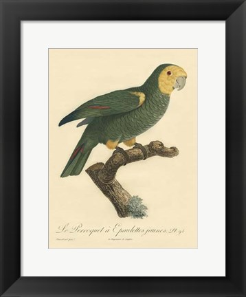 Framed Small Barraband Parrot PL 98 (IP) Print