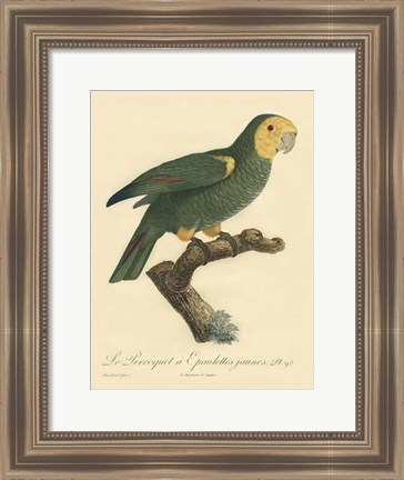 Framed Small Barraband Parrot PL 98 (IP) Print