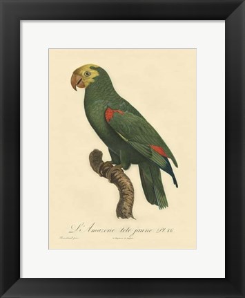 Framed Small Barraband Parrot PL 86 (IP) Print