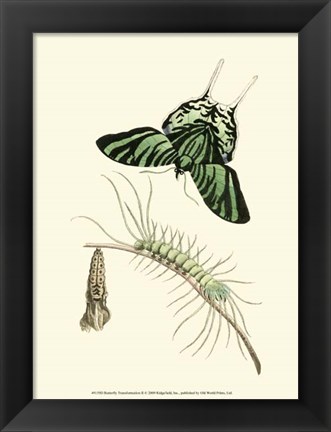 Framed Butterfly Transformation II Print