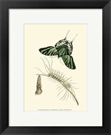 Framed Butterfly Transformation II Print