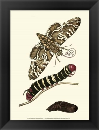 Framed Butterfly Transformation III Print