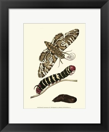 Framed Butterfly Transformation III Print