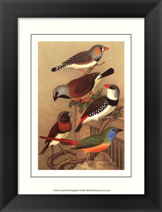 Framed Cassel&#39;s Petite Songbirds I Print