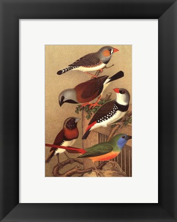 Framed Cassel&#39;s Petite Songbirds I Print