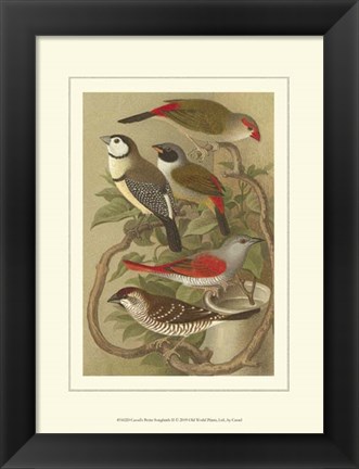 Framed Cassel&#39;s Petite Songbirds II Print