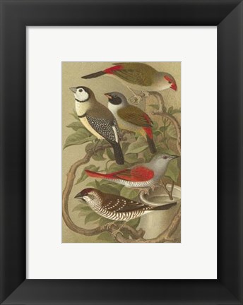 Framed Cassel&#39;s Petite Songbirds II Print