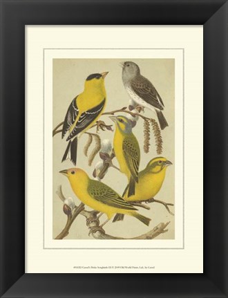 Framed Cassel&#39;s Petite Songbirds III Print