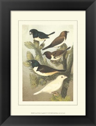 Framed Cassel&#39;s Petite Songbirds IV Print