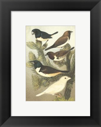 Framed Cassel&#39;s Petite Songbirds IV Print