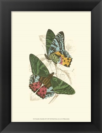 Framed Butterflies III Print