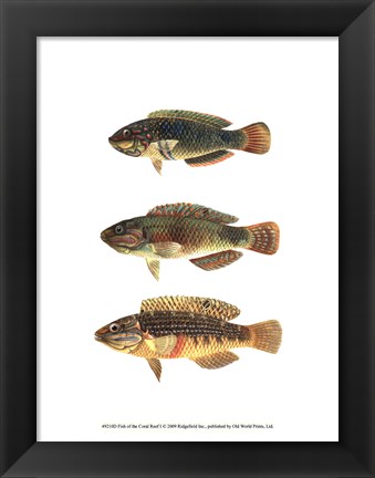 Framed Fish of the Coral Reef I Print