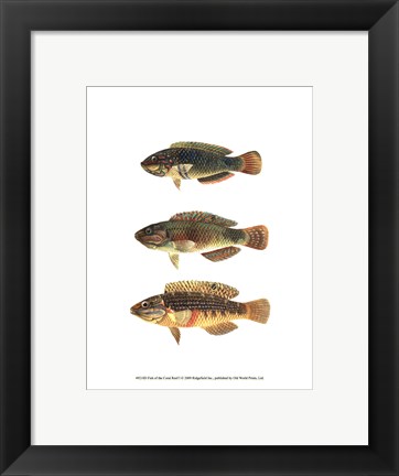 Framed Fish of the Coral Reef I Print